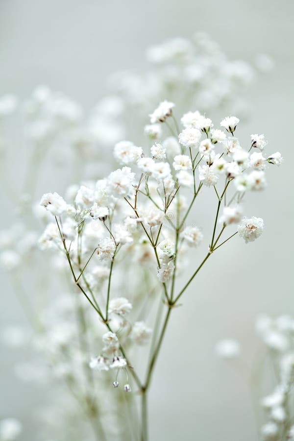 Small White Flowers on a Blue Background Gypsophila Flowers. Baby Breath Flowers Stock Photo