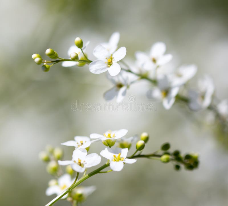 Small white flowers on the nature