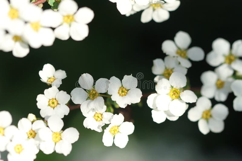 Small White Flowers in Spring Stock Image Image of white, beauty