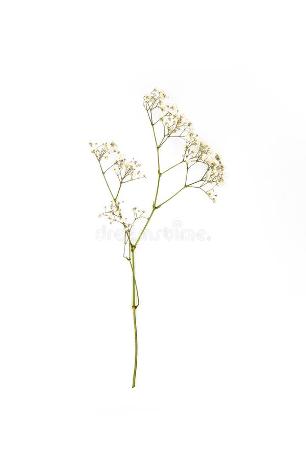 Small white flowers on twig