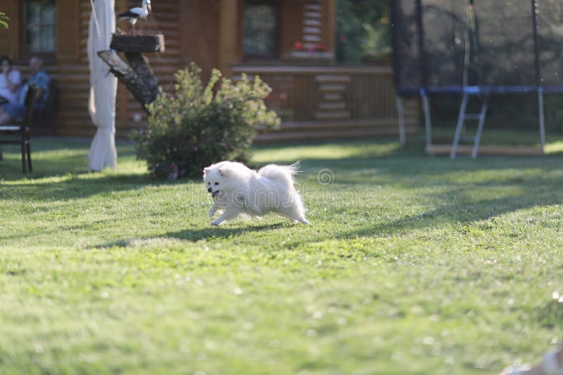 A small white fluffy dog of the Spitz breed runs after its shadow