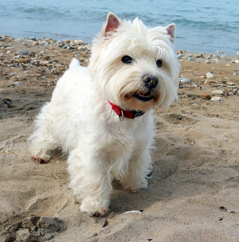 Westie Beach Cover Up Westie Beach Cover Up