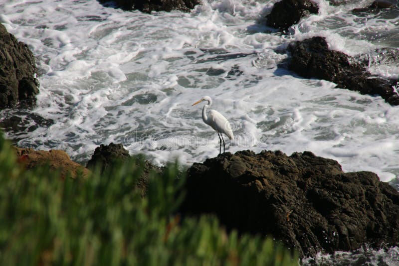 Beautiful white snowy egret stands on a rock in a rocky cove, Cambria CA.