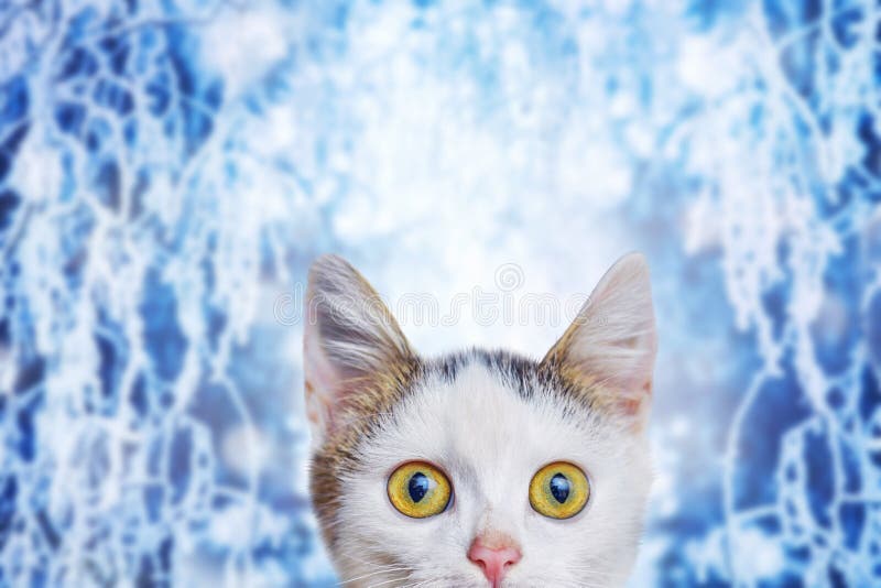 A small white kitten on a winter background with a funny look at