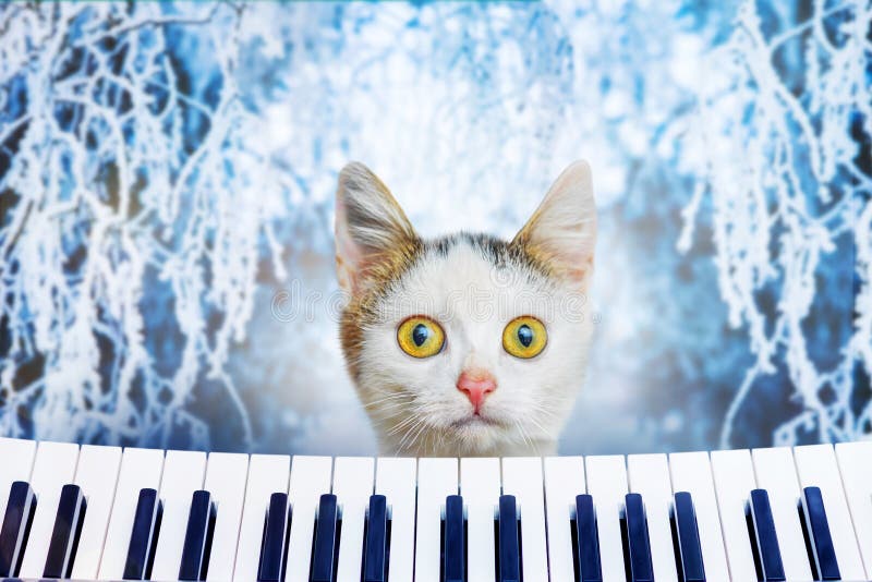 150 fotos de stock e banco de imagens de Cat Playing Piano - Getty