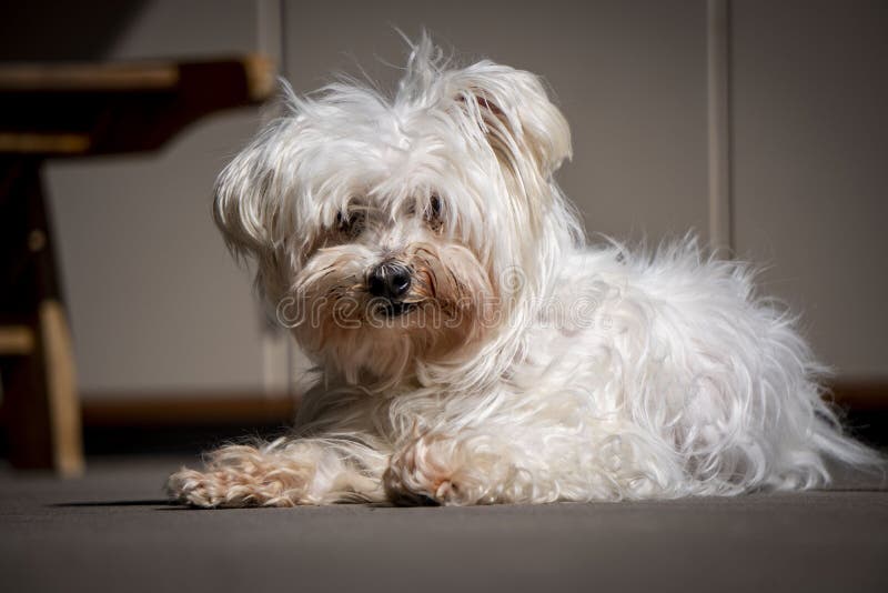 Small white Maltese dog stock image. Image of maltese 142217265