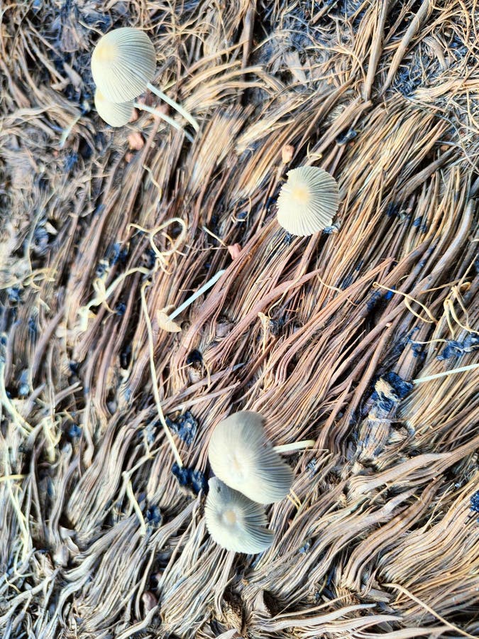 Small White Mushrooms on Palm Fiber 8 Stock Image Image of mushrooms