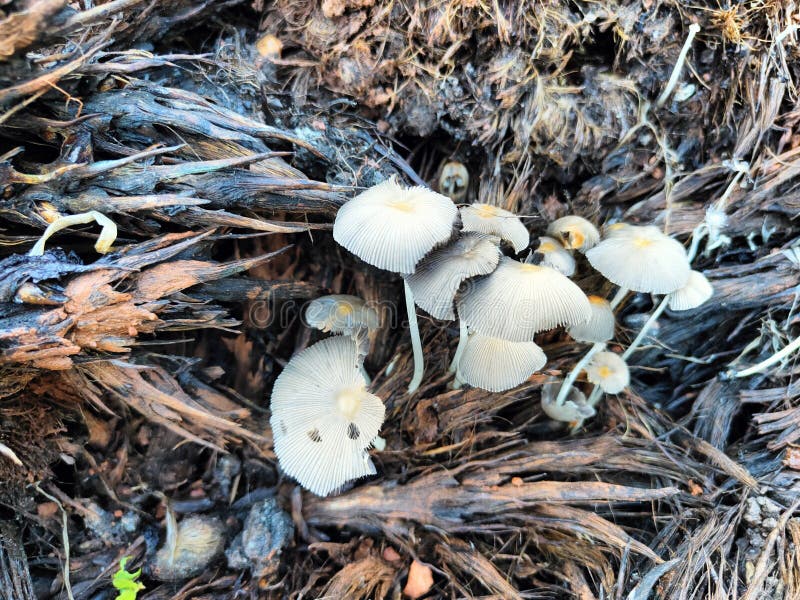 Small White Mushrooms on Palm Fiber 5 Stock Photo Image of mushrooms