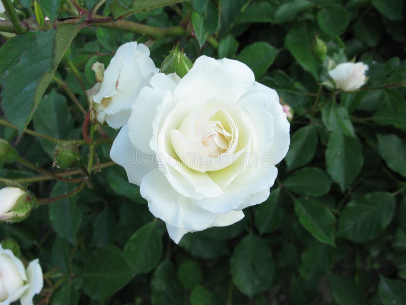 Small white rose stock image. Image of small, flowers 94262713