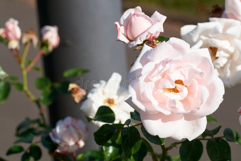 Red Roses Bushes. Many Small Red Roses on Bushes Stock Image Image of