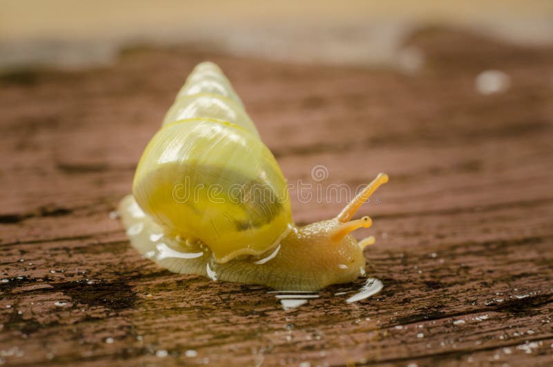 Small white snails