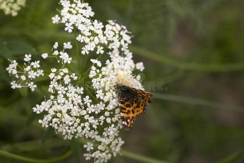 White Spider Eats a Butterfly on a Summer Flower Stock Photo Image of