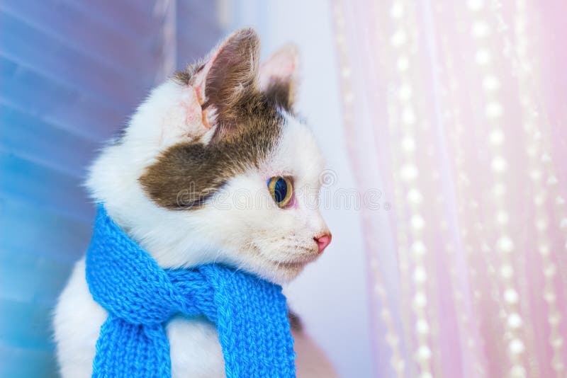 Small white spotted kitten in a blue scarf. Fashions. Portrait o royalty free stock photo Small white spotted kitten in a blue scarf. Fashions. Portrait o royalty free stock photo