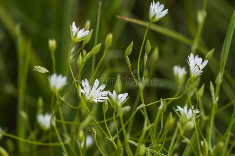 Small white wildflowers stock image. Image of close, environmental