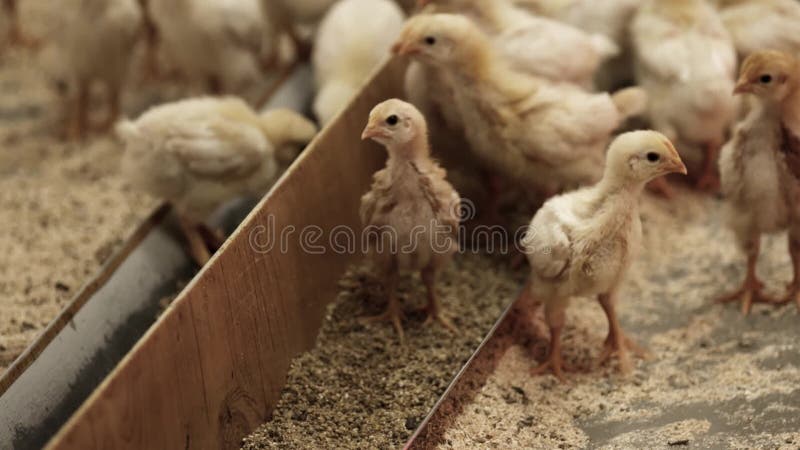 Small white and yellow baby chicks run around and chirp at hennery