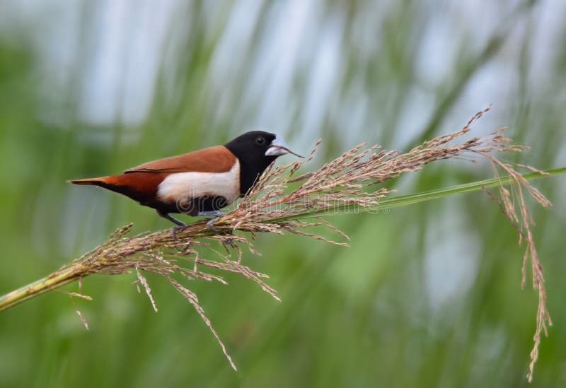 A Small Wild Bird Eating Seed from Grass at Grassland . Stock Photo