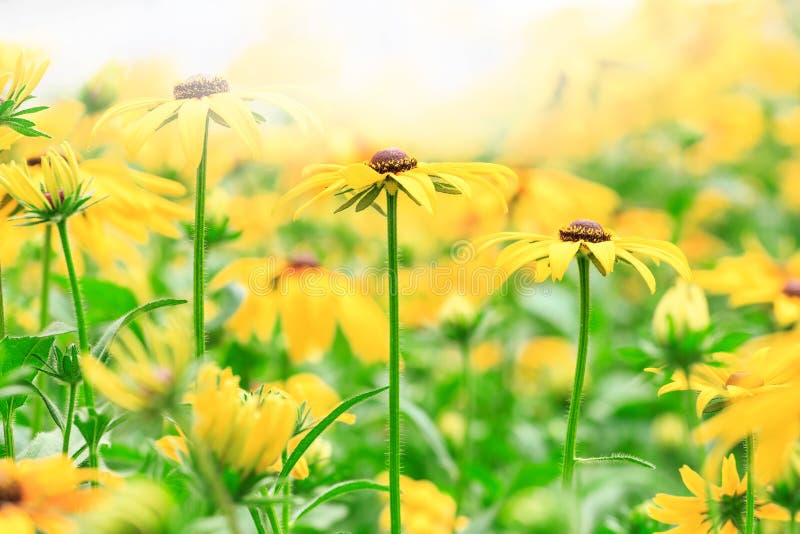 A wild chrysanthemum in full bloom