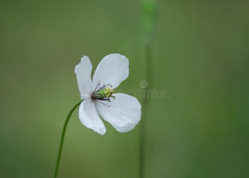 Single white poppy flower or Papaver dubium, green grass background, nature outdoors, meadow with wild flowers close-up