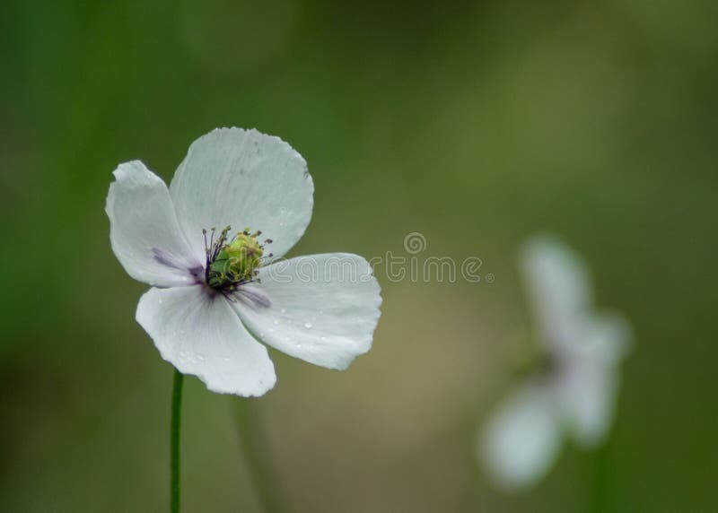 Single white poppy flower or Papaver dubium, green grass background, nature outdoors, meadow with wild flowers close-up