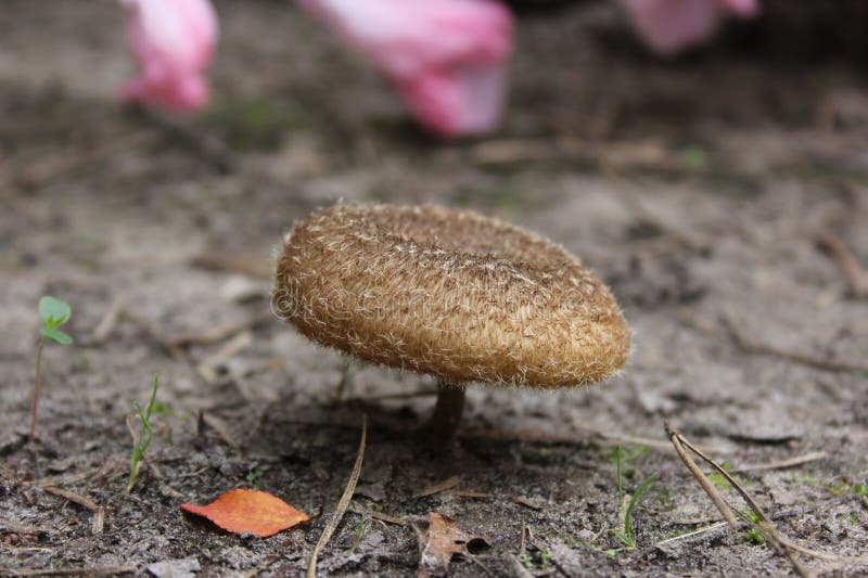 Small Wild Mushroom Growin on Lawn in Rural East Texas