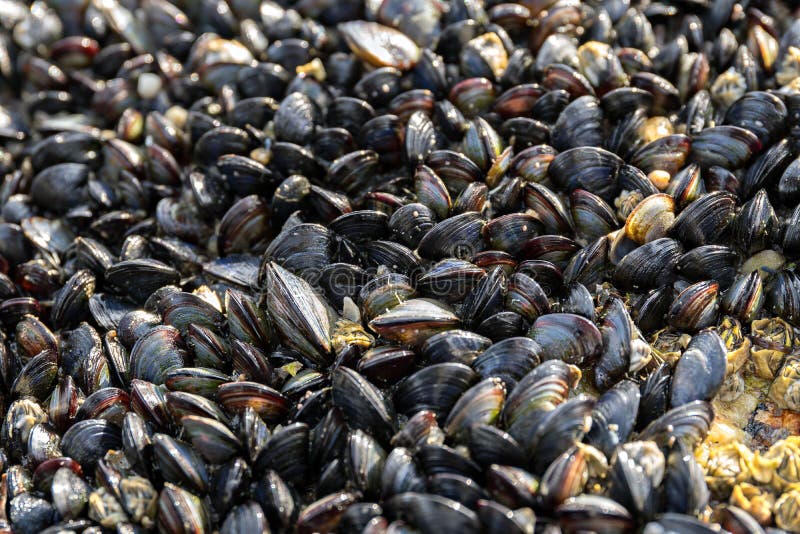 Small wild mussels growing on rock