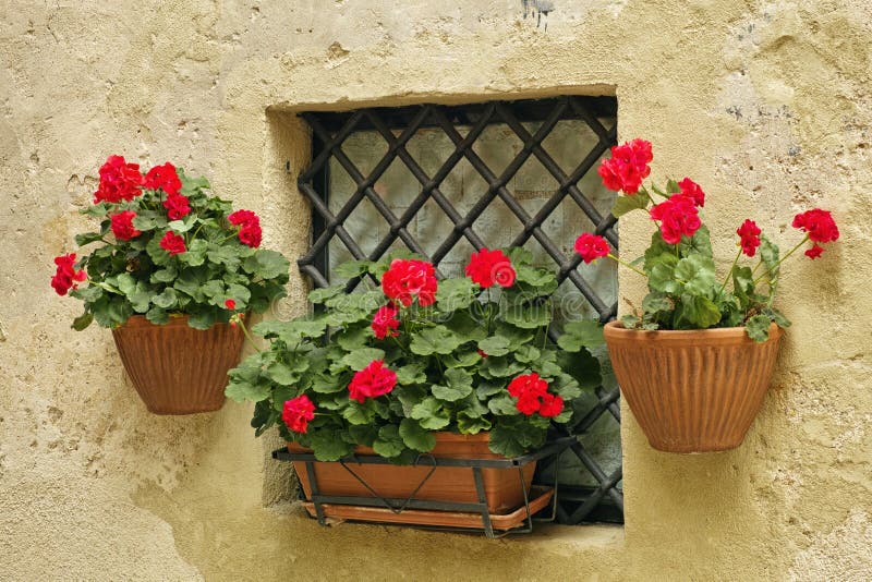 Red Geraniums in Small Pots Stock Image - Image of flora, beauty: 144713839