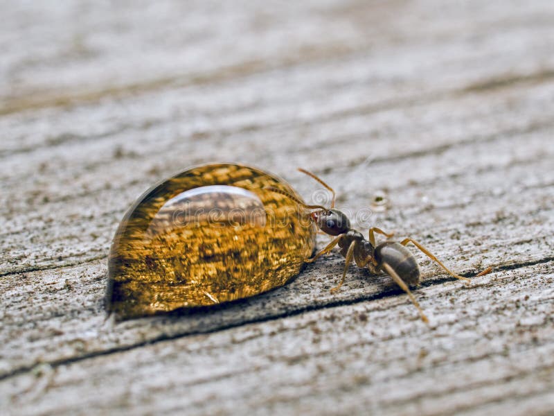 Small Wood Ant, Formica Species, Drinking Syrup, CECP 2013 Stock Photo Image of macro, small