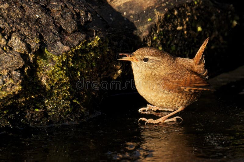 Small Wren Perched on Rocks Near a Pond, Taking a Drink of Water from