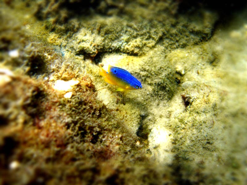 Small yellow and blue fish stock image. Image of habitat - 3180533
