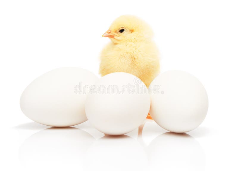 Small Yellow Chicken Behind of Three White Chicken Eggs Stock Photo