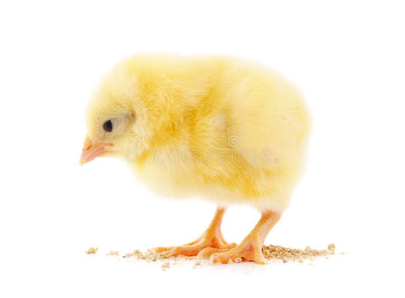 Small yellow chicken with grain stock photos