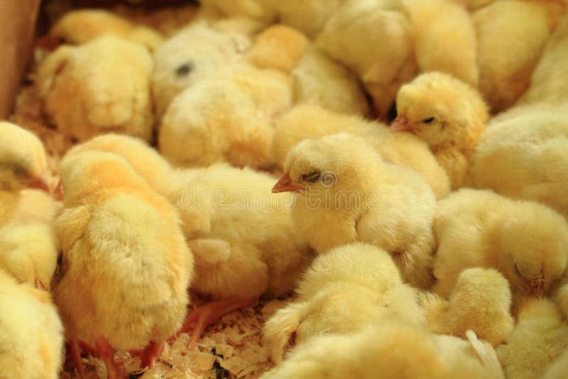 Small yellow chickens stock photo. Image of little, spring 69576066