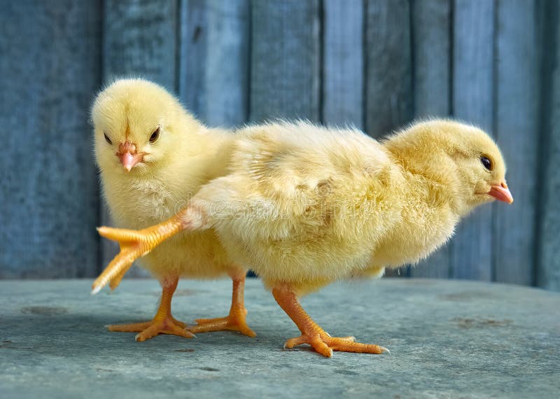 Mini Yellow Chicks Mini Yellow Chicks