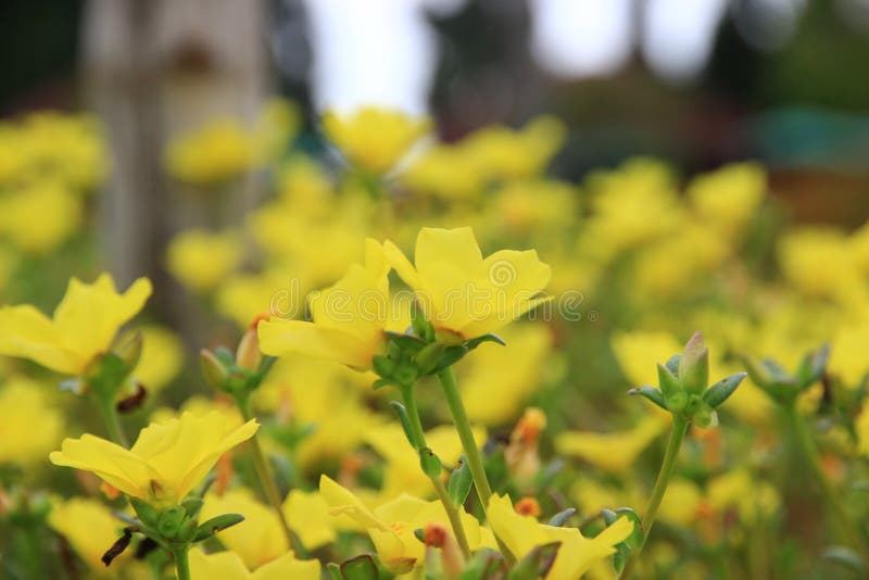 A Small Yellow Flower in the Garden.it S Naturally Beautiful Stock