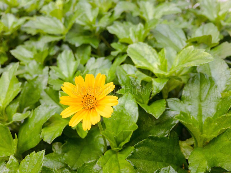 Small yellow flower. stock photo. Image of leaf, garden 78269262