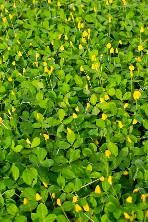 Small Yellow Flower Pinto Peanut Plant Stock Image Image Of Ground Cover 31710241
