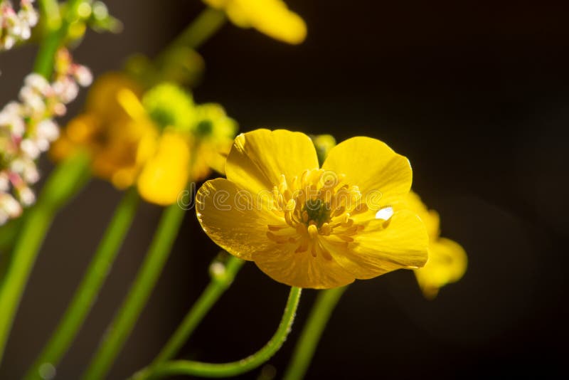 Small Yellow Flower in Bouquet Backlit Stock Image Image of flower, macro 194174971