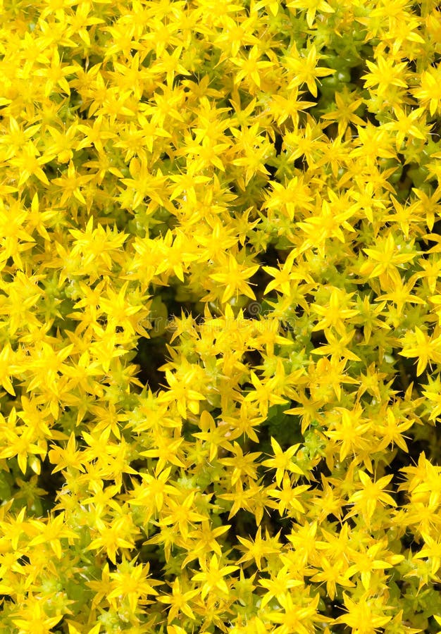 Small yellow flowers stock image. Image of green, bouquet 15013637