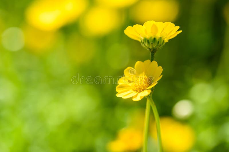 Small yellow flowers stock photo. Image of bloom, background 72191460