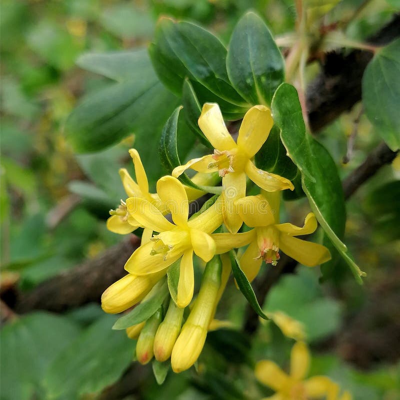 Small Yellow Flowers in the Garden Stock Photo Image of branch