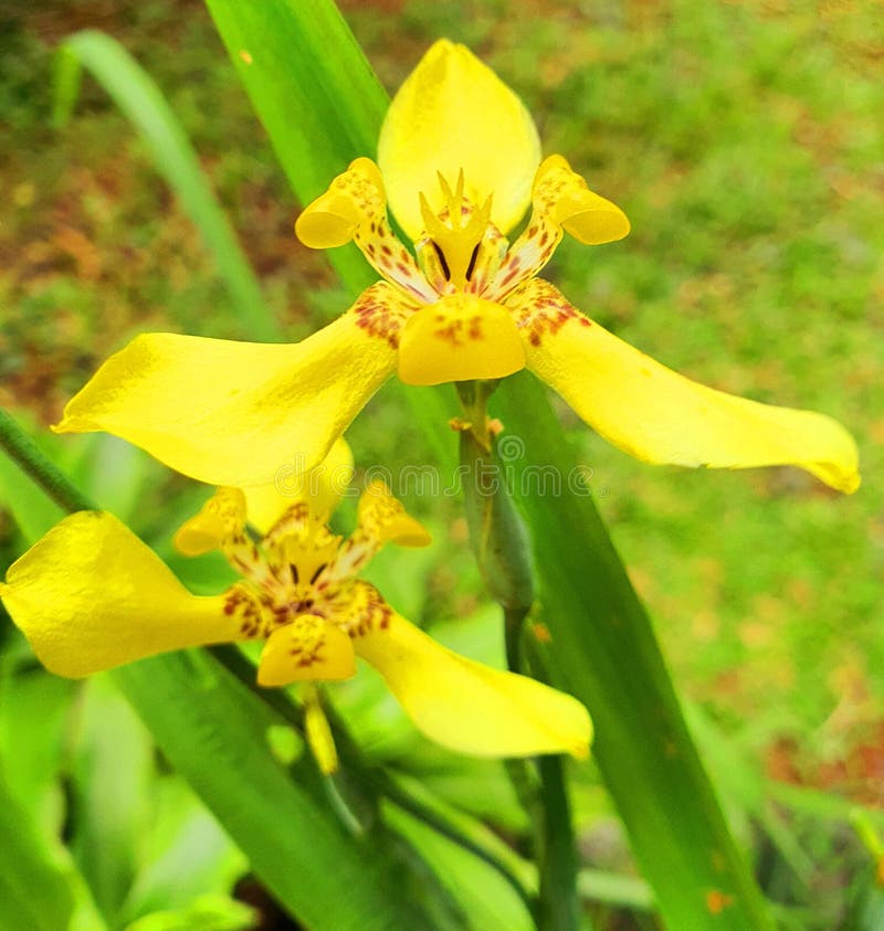 Small Yellow Flowers of Grass Plants Stock Photo Image of floral
