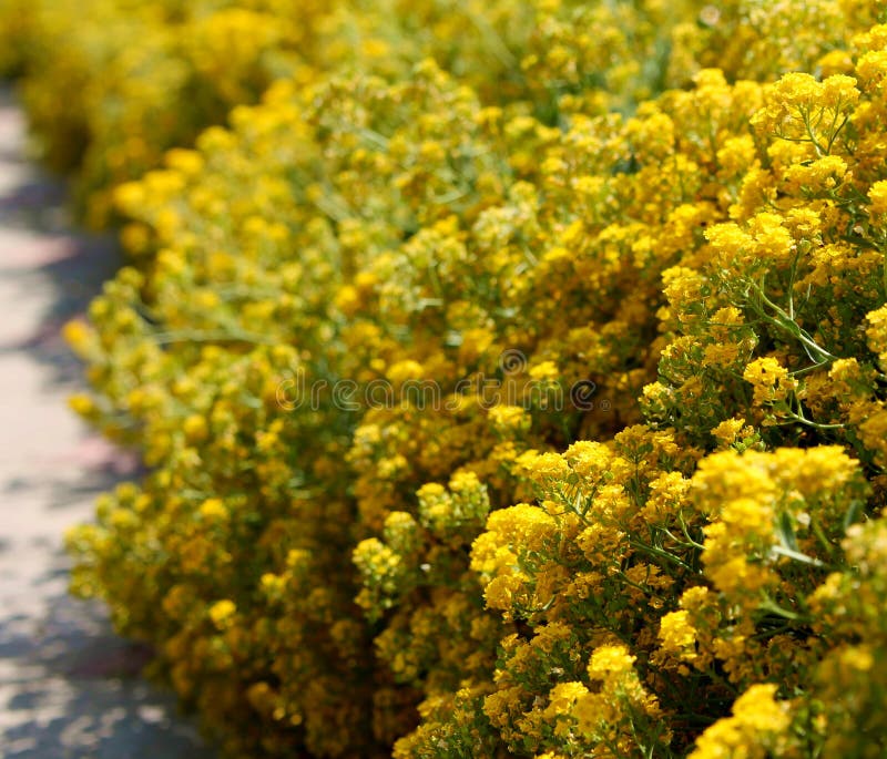 Small Yellow Flowers in the Park. Yellow Flowers and Path in the Park