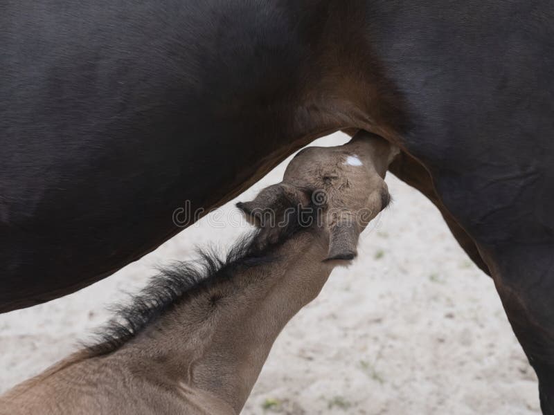 Small yellow foal drink some milk from his mother. Baby colt suck milk from mother horse, close-up