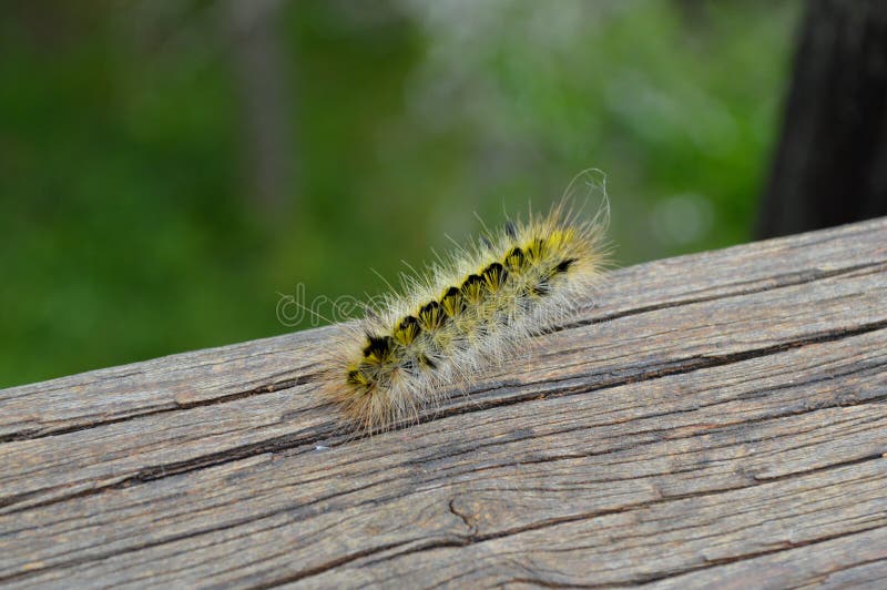 Yellow Fuzzy Caterpillar Moving Around A Deck Railing Stock Image Image Of Fence Arch