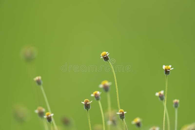 Small yellow grass flowers stock photo. Image of small 191608608