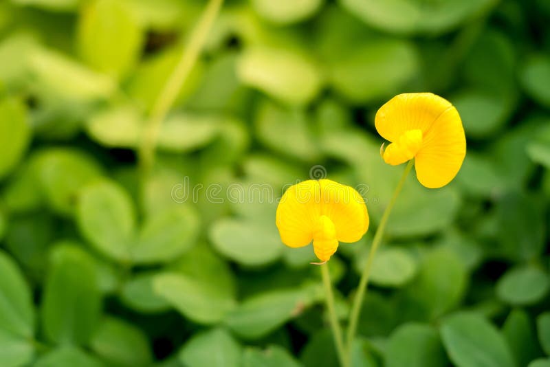 Small yellow grass stock image. Image of close, bloom 123120571