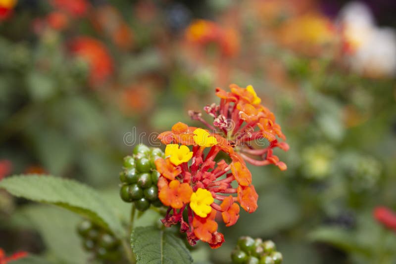 Small Yellow and Orange Flowers Stock Image Image of drink, health