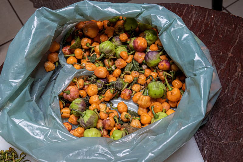 Small yellow pepper fruits stock image. Image of capsicum 258936699