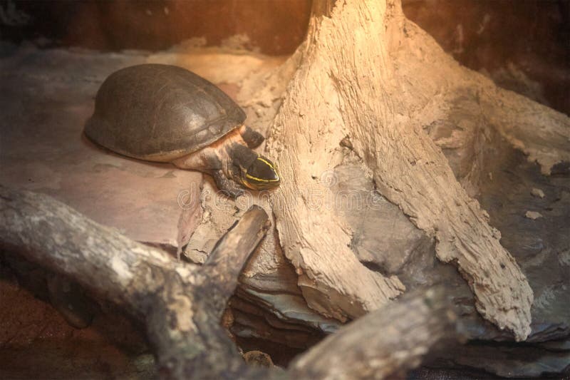 Yellow Strip Head Turtle Walking Down with Sun Light Stock Photo