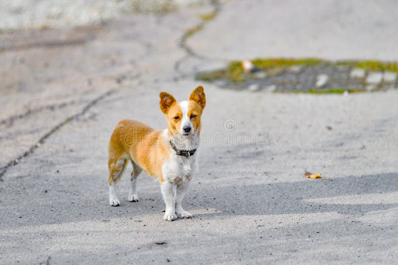 A Small Yellowwhite Dog Sits on an Asphalt Road Stock Photo Image of
